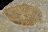 Two Fossil Leaves (Platanus) - Montana #165014-1